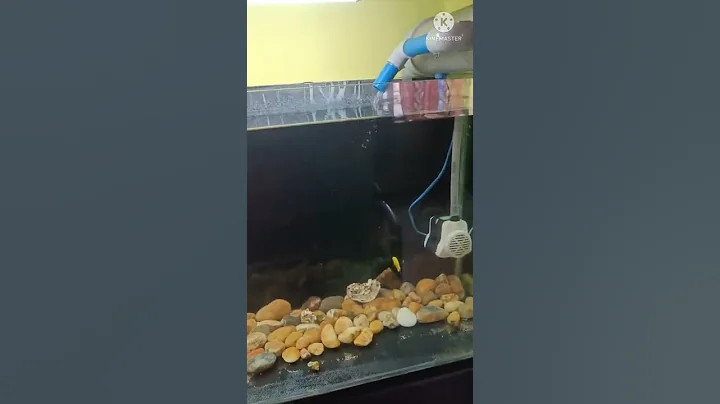 #SHORTS HAND MADE AQUARIUM WATER  FILTER #FISHING HCB🐬🐬#aquarium #fishing#Diy#homemade#shortsvideo