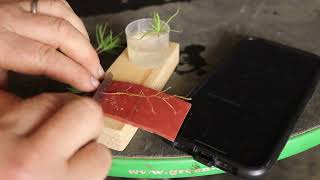 How to make Japanese Black Pine seedling cuttings