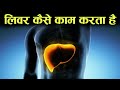 लिवर कैसे काम करता हैं - how does liver work in hindi