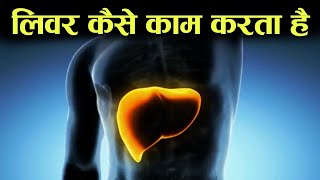 लिवर कैसे काम करता हैं - digestive system 8 - how does liver work in hindi