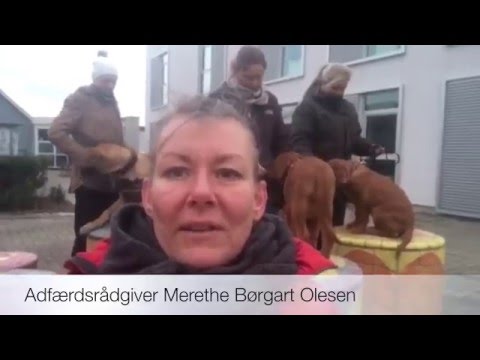 Video: Storbritannien Letter Karantæneregler For Besøg Af Kæledyr