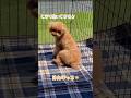モフモフな愛犬と日向ぼっこ🐶 トイプーうた