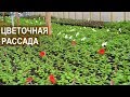 Выращивание цветочной рассады. Зелёный блогер Александра Кайгородцева.