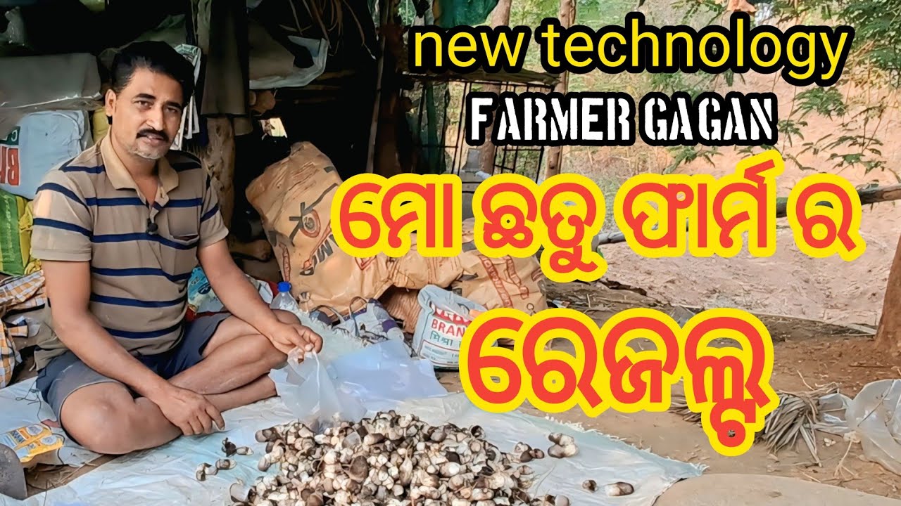ମୋ ଛତୁ ଫାର୍ମ ର ରେଜଲ୍ଟ. Odisha Chhatu chasa, Farmer Gagan.