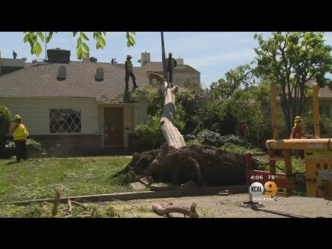 Crews Remove Tree