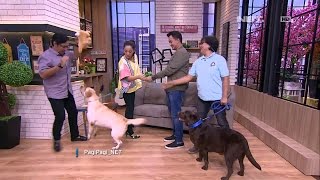 Andre Ketakutan Diajak Main Anjing Labradors screenshot 5