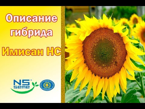 Подсолнечник Имисан НС