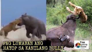 30 HAYOP NA NAGKAMALI NG KINALABAN | Animals Fighting Versus Messed With The Wrong Opponent