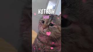 Для Моми, Скрябін - Мам У Виконанні Котів #Скрябін #Котики #Кузьма