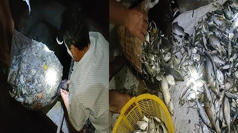 Thuốc cá "Đuổi hay thuốc cá Chạy"  Vuông tôm Năm Căn Cà Mau là như thế nào ?