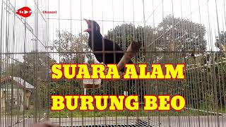Siulan Beo Suara Alam || Suara keras dan Tajam