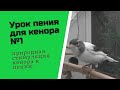 Как научить кенара петь