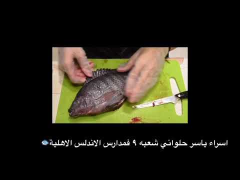 تشريح الطالبة اسراء حلواني للسمكة شعبة 9 لعام 2020
