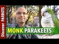 Wild Monk Parakeets in Europe 2017 | Discover PARROTS