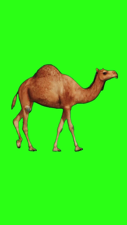 Green Screen Camel walking #camel #yt #chromakey #shorts #viral #ytshorts