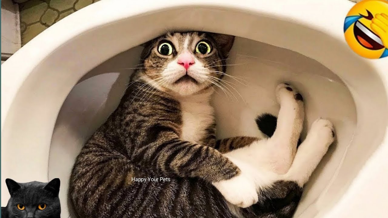 Funniest Cats and Dogs Clips 😁Best Funny Animal Videos 2026 | Happy Your Pets | 807