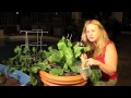 Horseradish: How to Grow by Nurse Amy