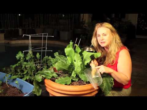 photo How To Grow Horseradish Youtube horseradish how to grow by nurse amy