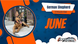 June's Journey to Obedience: 5MonthOld German Shepherd Masters Commands | Off Leash K9 North GA