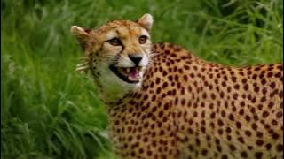 Ireland's Wildest Attraction - Fota Wildlife Park