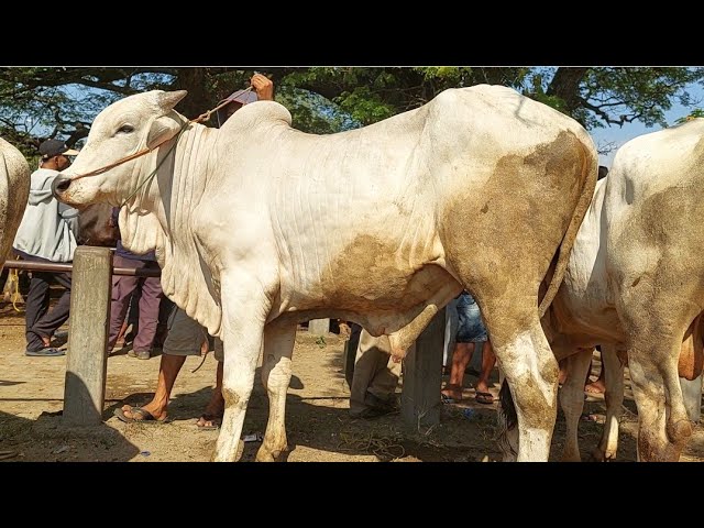 14 JUTA‼️PO JANTAN SIAPAN QURBAN HARGA MURAH | Pasar Sapi Kerek Terbaru class=