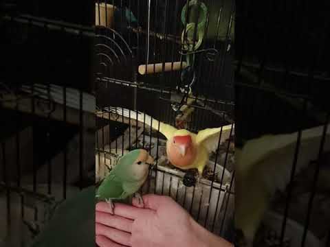 Video: Lovebird Courtship a párenie: Čo sme sa naučili