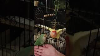 Peach Faced lovebird mating display and behavior Agapornis