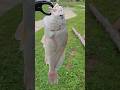 FISH ON! WE GOT A FISH ON! #shorts #youtubeshorts #fishing #fish