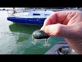 I Cast This Mussel Lure Off A Ferry Wharf!