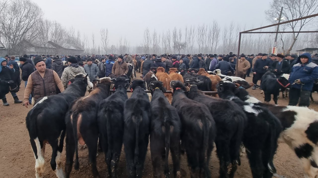 Farĝona Qoʻshtepa Qumtepa chorva bozorida novvoschalar narxi 👍 