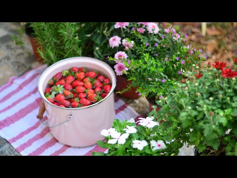 वीडियो: सर्दियों के लिए स्ट्रॉबेरी को कैसे पकाना और बंद करना है: रेसिपी + वीडियो
