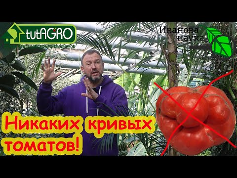 УРОДЛИВЫХ и КОРЯВЫХ ПЛОДОВ у ТОМАТА НЕ БУДЕТ! Вот почему первые плоды у томата бывают корявые.