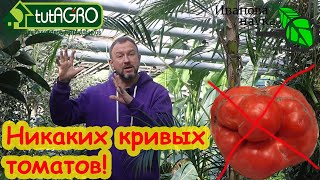 УРОДЛИВЫХ и КОРЯВЫХ ПЛОДОВ у ТОМАТА НЕ БУДЕТ! Вот почему первые плоды у томата бывают корявые.