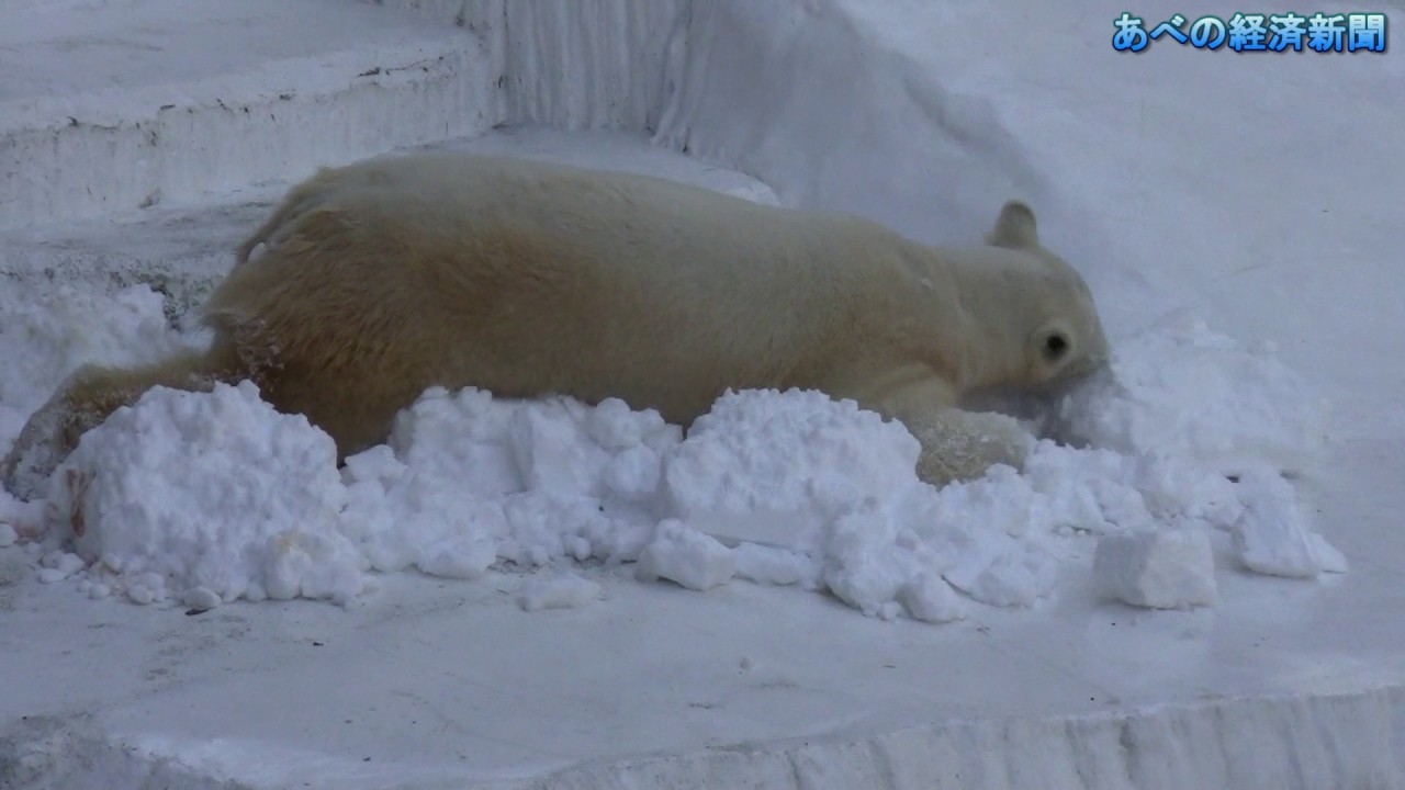 ホッキョクグマ「イッちゃん」に雪のプレゼント 天王寺動物園 - YouTube