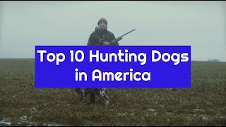America's Top Ten Hunting Dogs: Prowess, Adaptability, and Overall Performance
