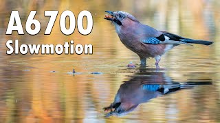 Sony A6700 | Birds 4k Slowmotion bathing footage | Sony E 70-350mm f\/4.5-6.3 G OSS
