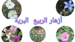 تعرف على زهور الربيع البرية مع اسماءها🧐🌼