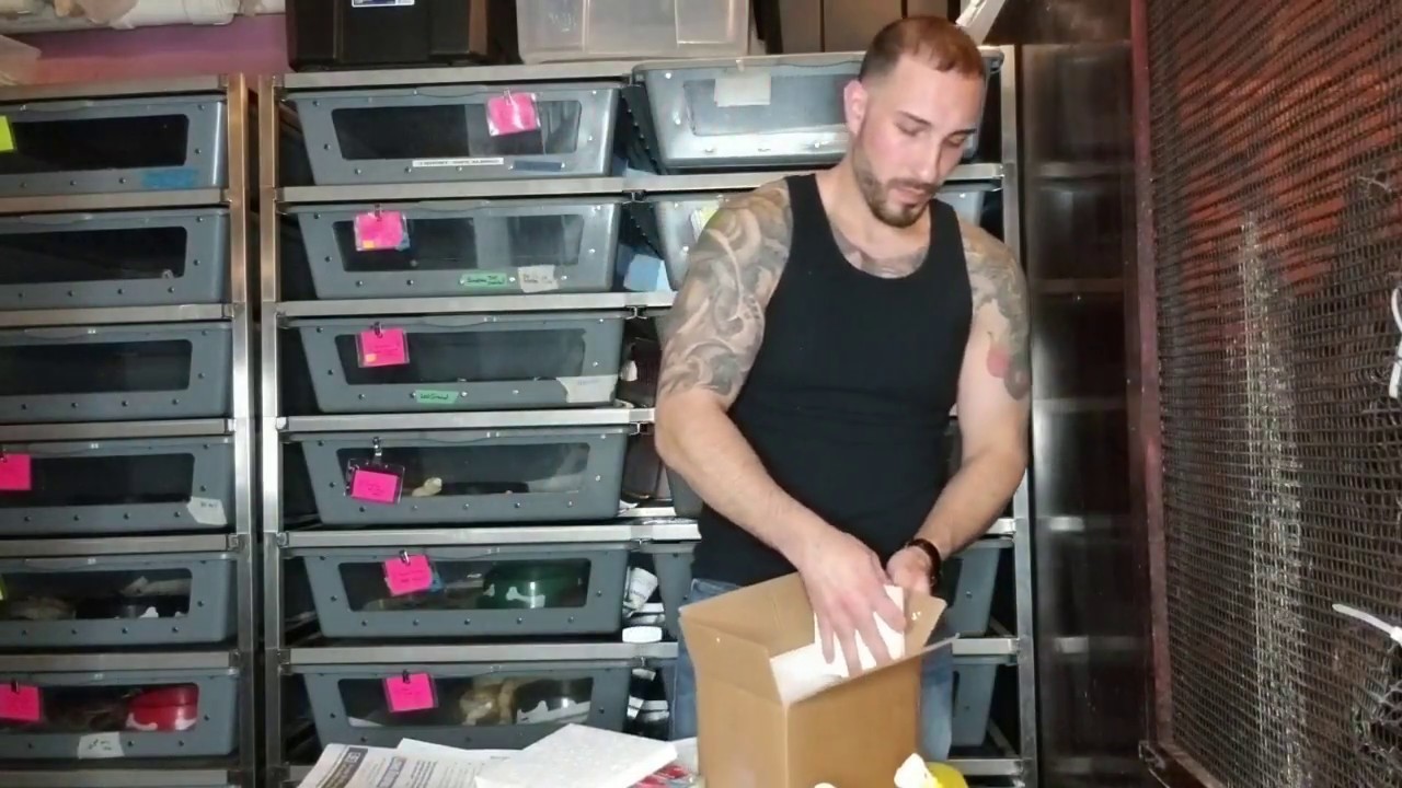 How I Ship Reptiles and How to Ship Yours - YouTube