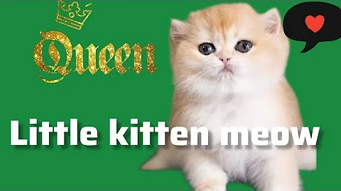 Video 11702631: cats kitten meowing adorable, little kitten meowing cat, cats kittens meowing cute