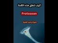 النطق الصحيح لكلمة Protozoan كائن وحيد الخلية باللغة الانجليزية 