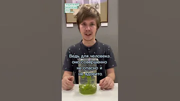 #shorts Водяная чума