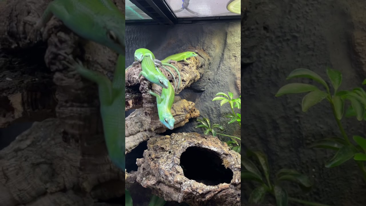 Our Emerald Tree Skink Army 