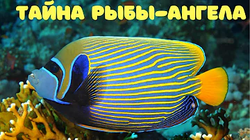 Рыба ангел видео | Императорский и ещё 4 ангела
