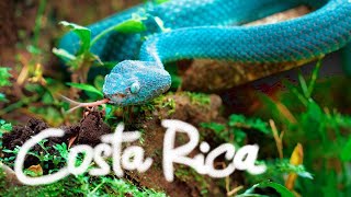 Самые опасные животные Коста-Рика. #Документальный фильм о животных