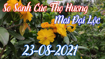 SO SÁNH MAI ĐẠI LỘC VÀ CÚC THỌ HƯƠNG | CHĂM SÓC MAI VÀNG