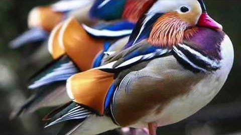 القارئ سعيد باعامر مغربية ١٥ رمضان ١٤٣٧هـ