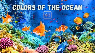2 HOURS of Underwater Wonders - Coral Reefs & Colorful fish