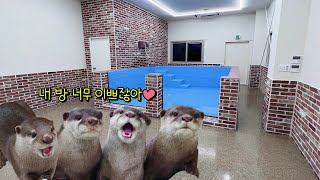 수달가족의 집이 완성됐어요! 뉴 하우스 대공개