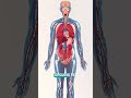 Can thin people have metabolic problems?