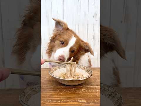 お蕎麦を美味しそうに食べる犬と羨ましそうに見る犬が可愛すぎました😂【ASMR】【ボーダーコリー】